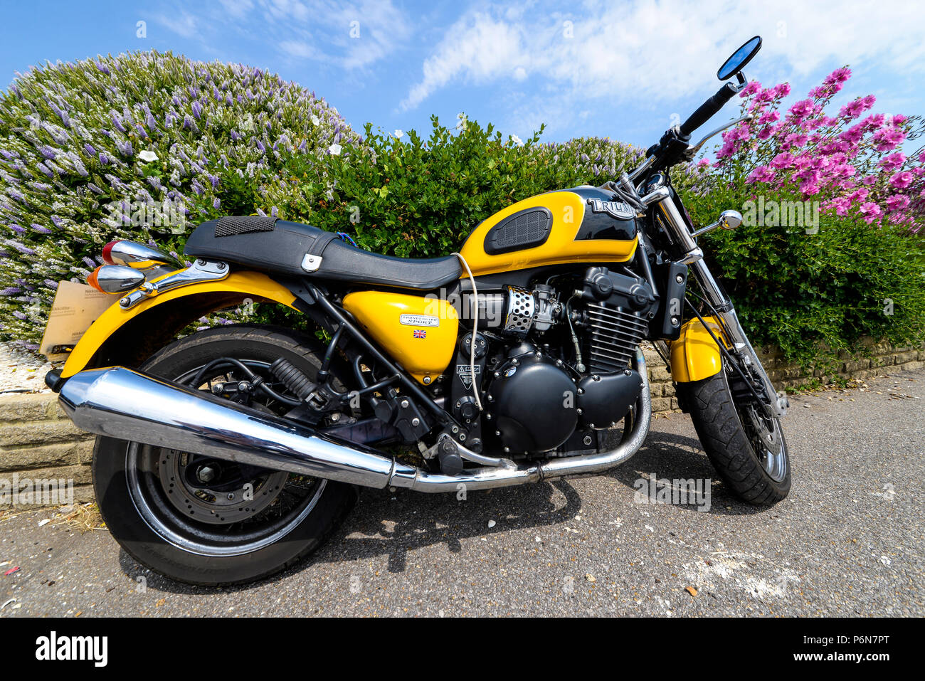 Giallo Triumph Thunderbird Sport contro uno sfondo floreale. Touring. Motocicletta motocicletta. British bike una luminosa giornata estiva con il verde dei fiori Foto Stock