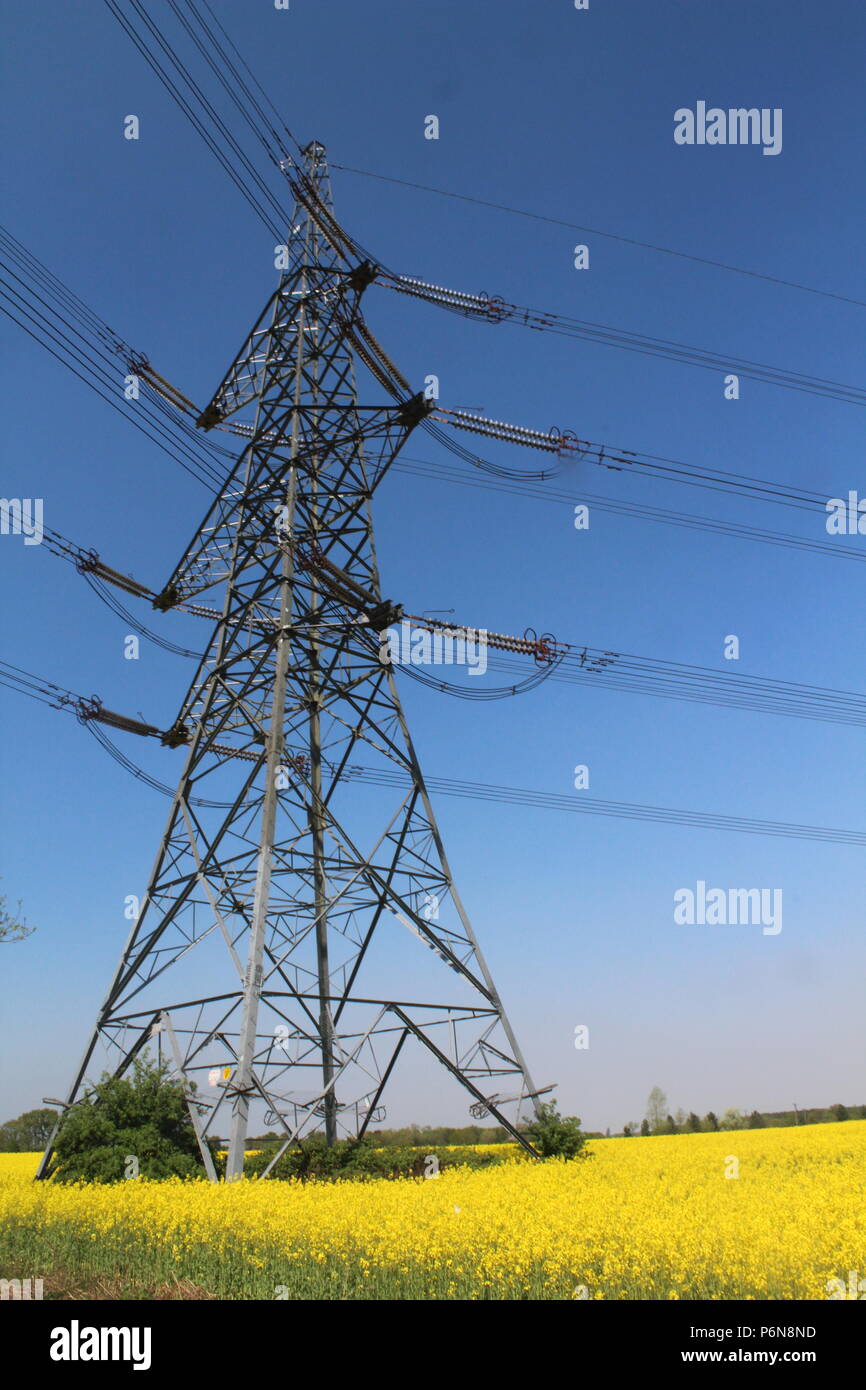 Giallo olio di colza campo con tralicci di elettricità nella campagna dello Yorkshire Foto Stock