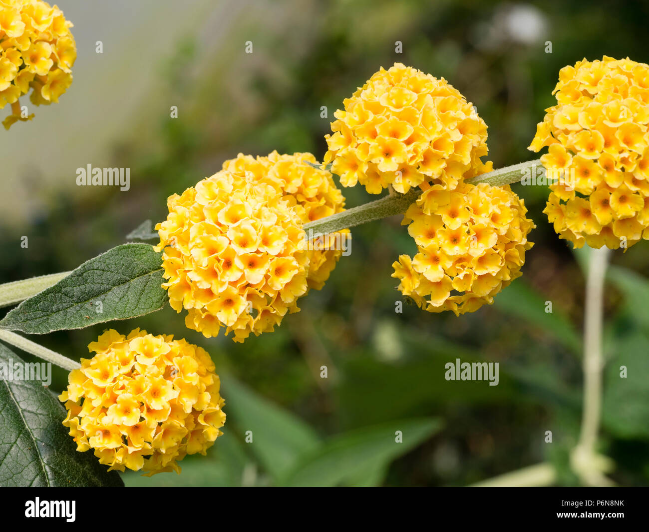 Cluster strettamente palle di golden dei fiori di Hardy, insetto attira arbusto, Buddleja globosa Foto Stock