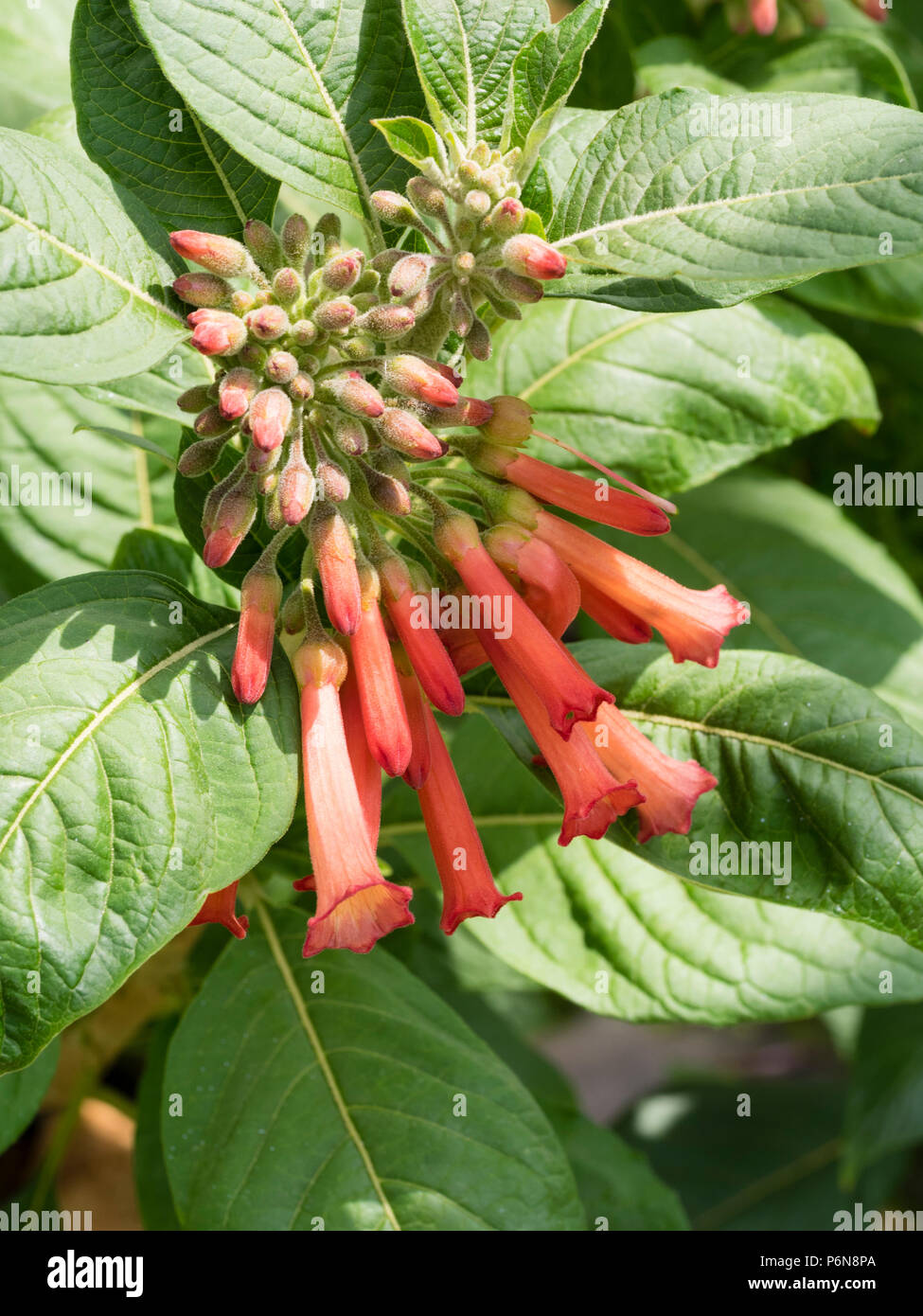 Rosso fiori tubolari di sub-tropicali arbusto sempreverde Iochroma coccinea sono portati in estate Foto Stock