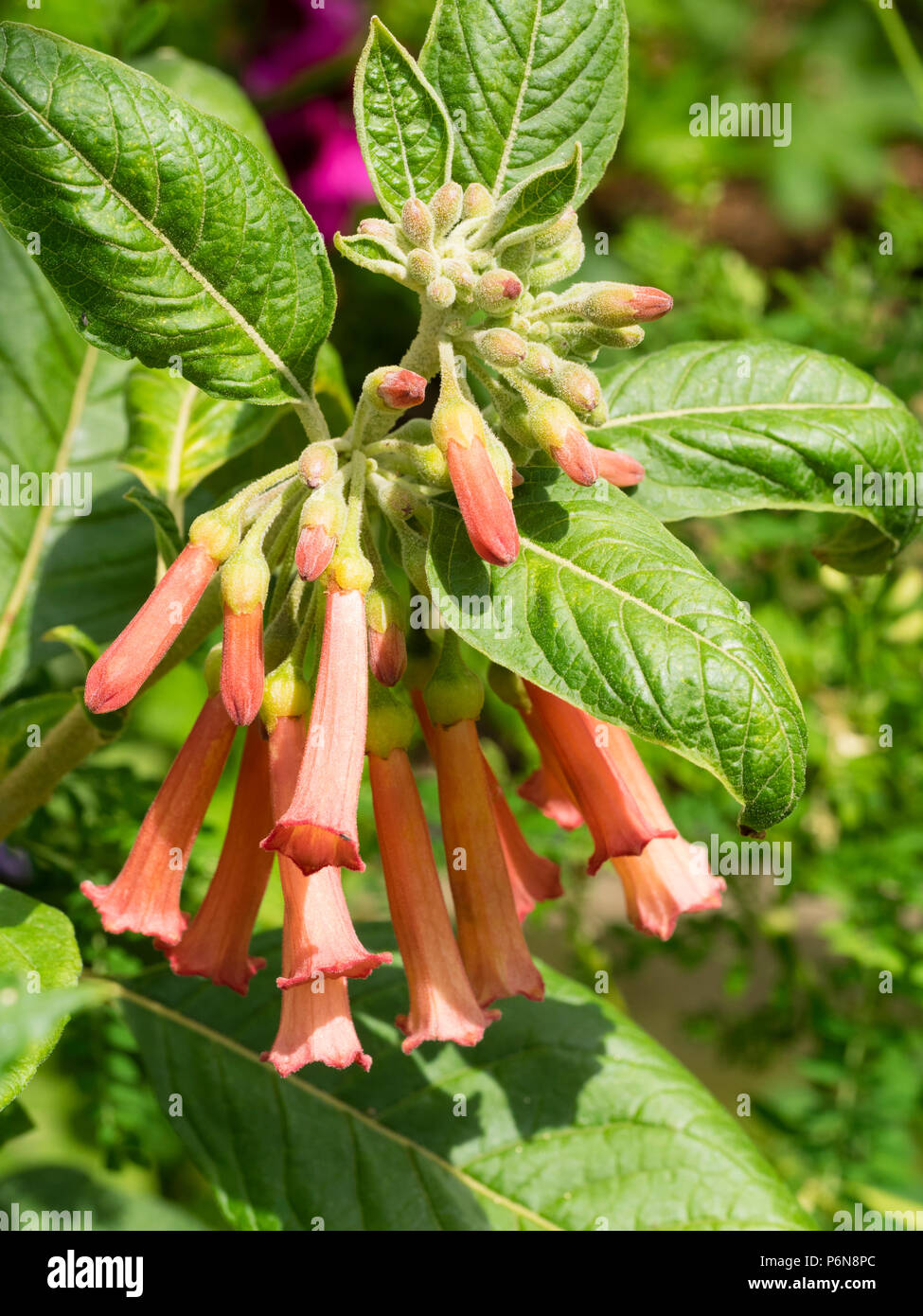 Rosso fiori tubolari di sub-tropicali arbusto sempreverde Iochroma coccinea sono portati in estate Foto Stock
