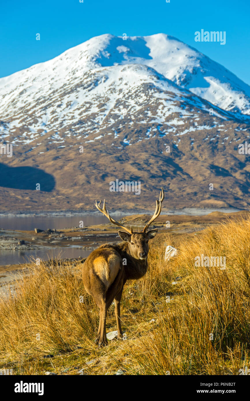 Un cervo rosso cervo (Cervus elaphus) Da Loch Quoich (Loch Chuaich) con Sgùrr Mòr dietro, Glen Garry, regione delle Highlands, Scotland, Regno Unito Foto Stock