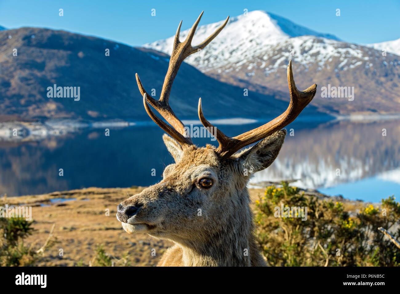 Un cervo rosso cervo (Cervus elaphus) Da Loch Quoich (Loch Chuaich) con un Sgùrr Fhuarain dietro, Glen Garry, regione delle Highlands, Scotland, Regno Unito Foto Stock
