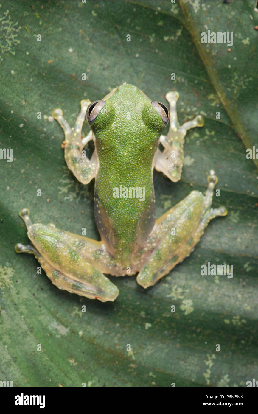 Bianco-eared raganella Rhacophorus kajau Foto Stock