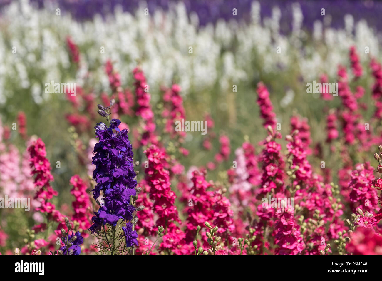 Tripudio di colori: delphinium fiori in Pershore, Worcestershire, Regno  Unito. I petali vengono utilizzati per rendere i confetti di nozze.  Fotografato su una fine metà giornata estiva Foto stock - Alamy