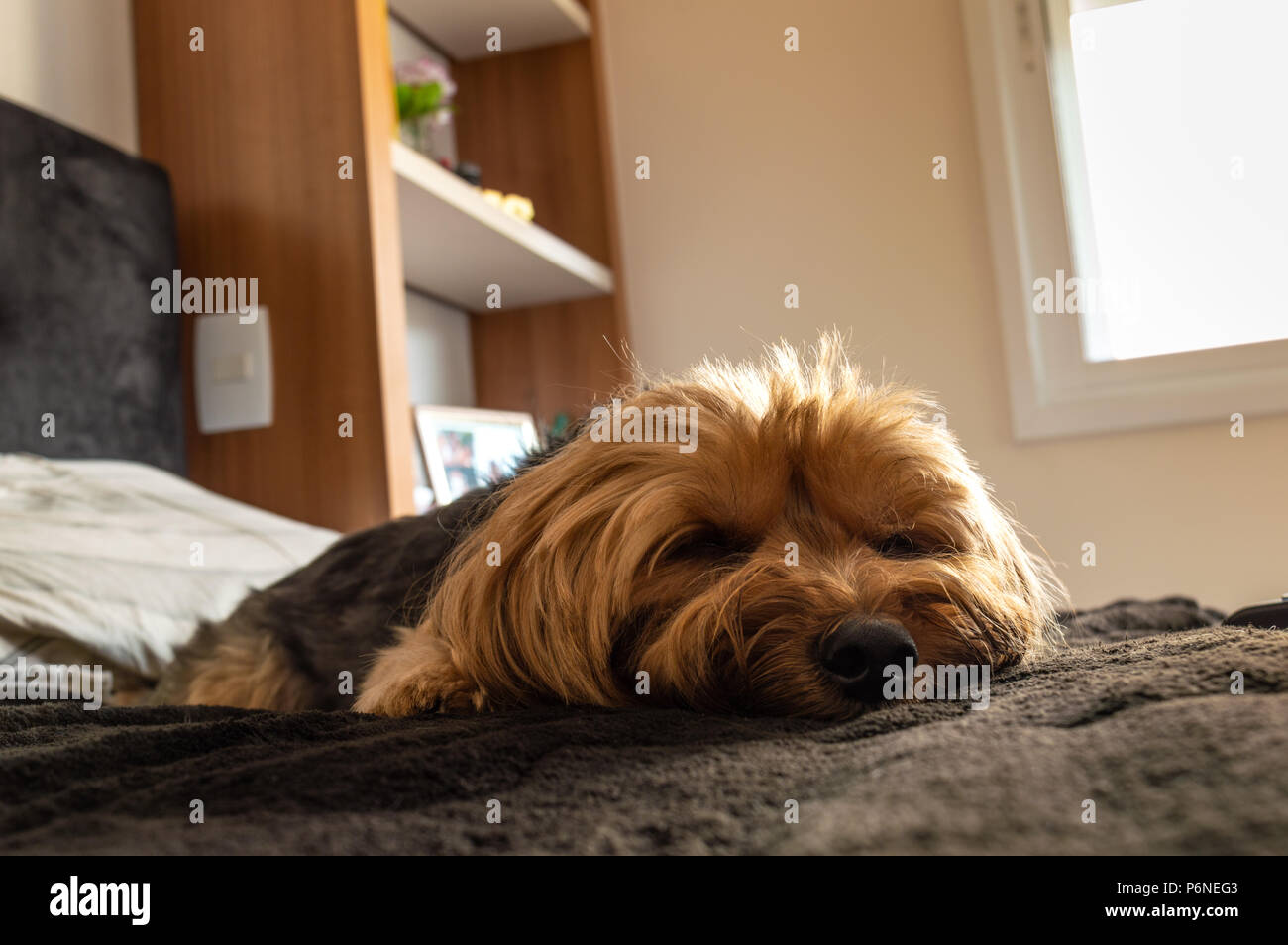 Yorkshire terrier di dormire su un letto Foto Stock