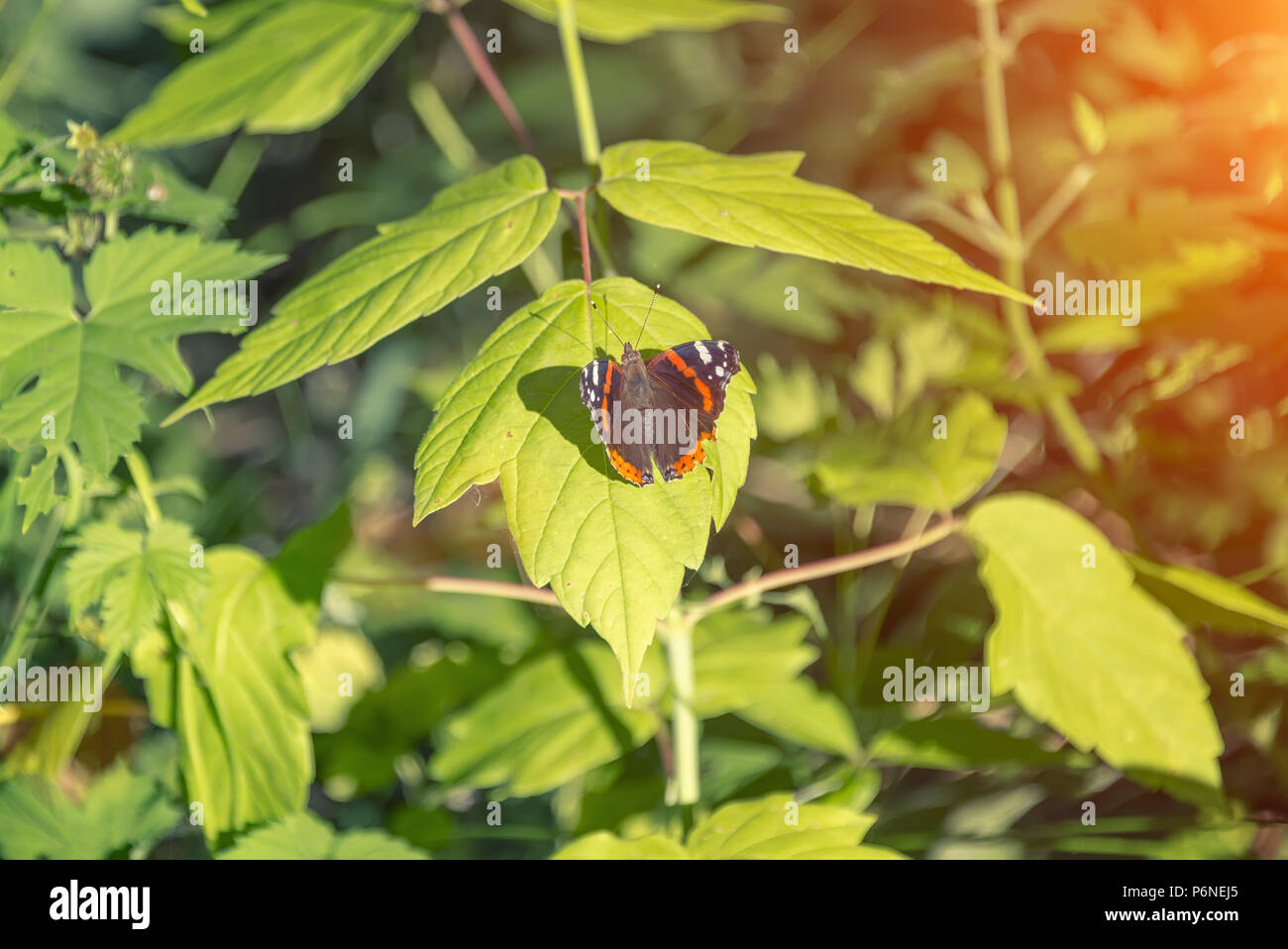 Stupenda farfalla alveari seduto su una boccola, crogiolandosi al sole Foto Stock
