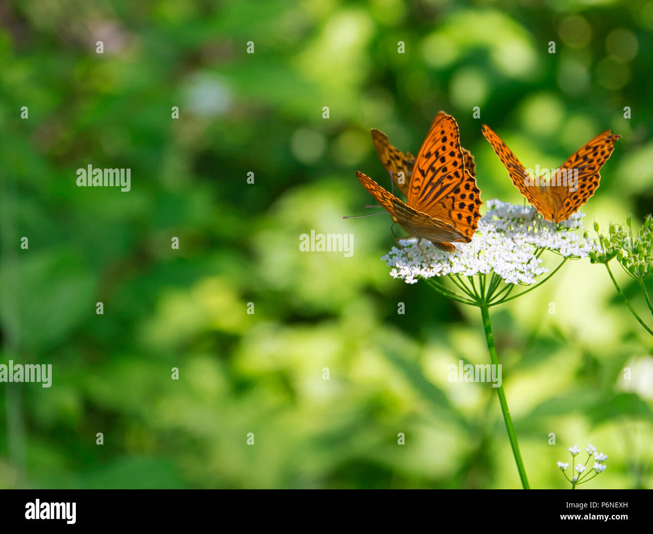 Butterfly a un fiore Foto Stock