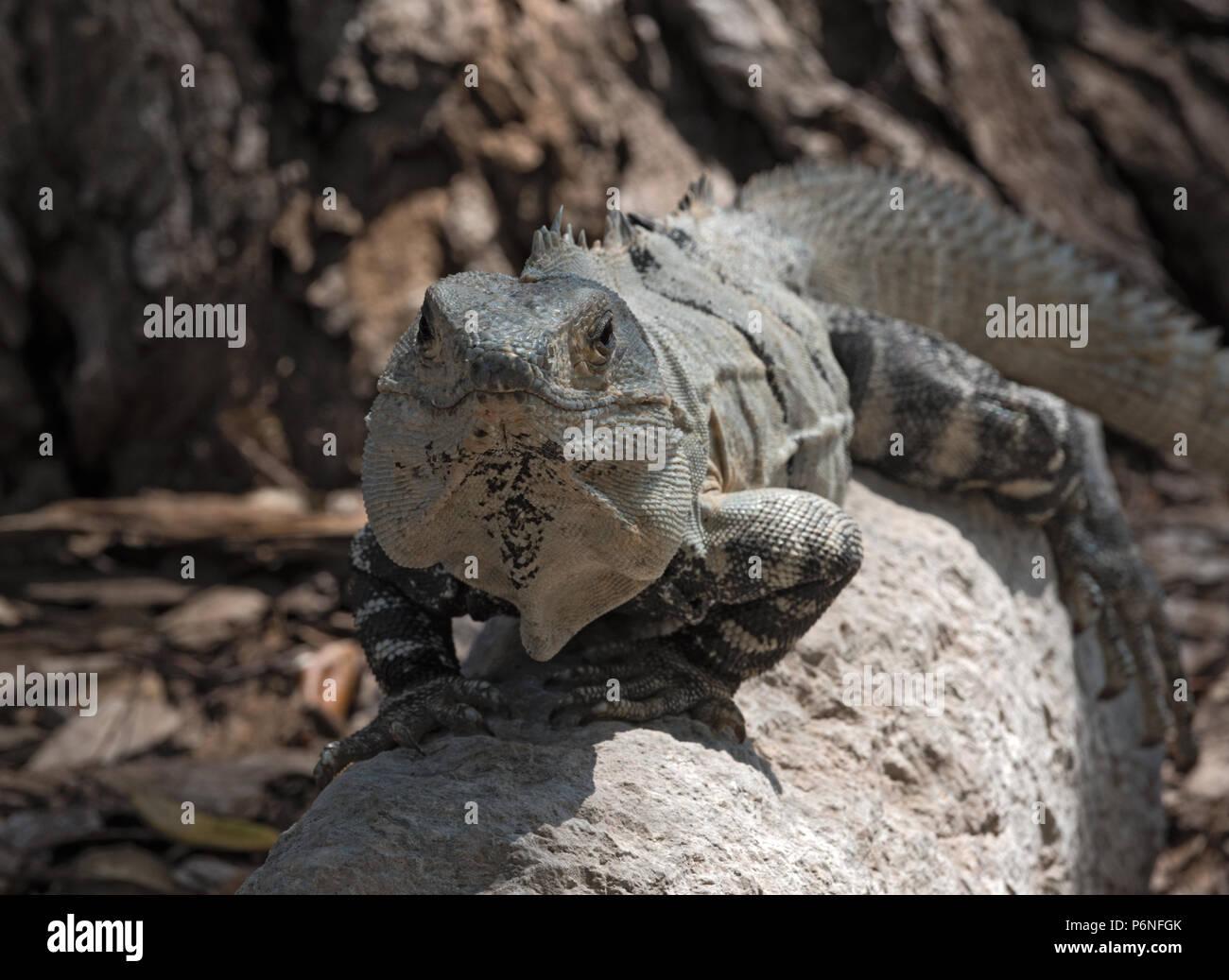Nero spinosa, Iguana iguana nero o nero ctenosaur nelle rovine della ex città maya di Uxmal, Messico Foto Stock