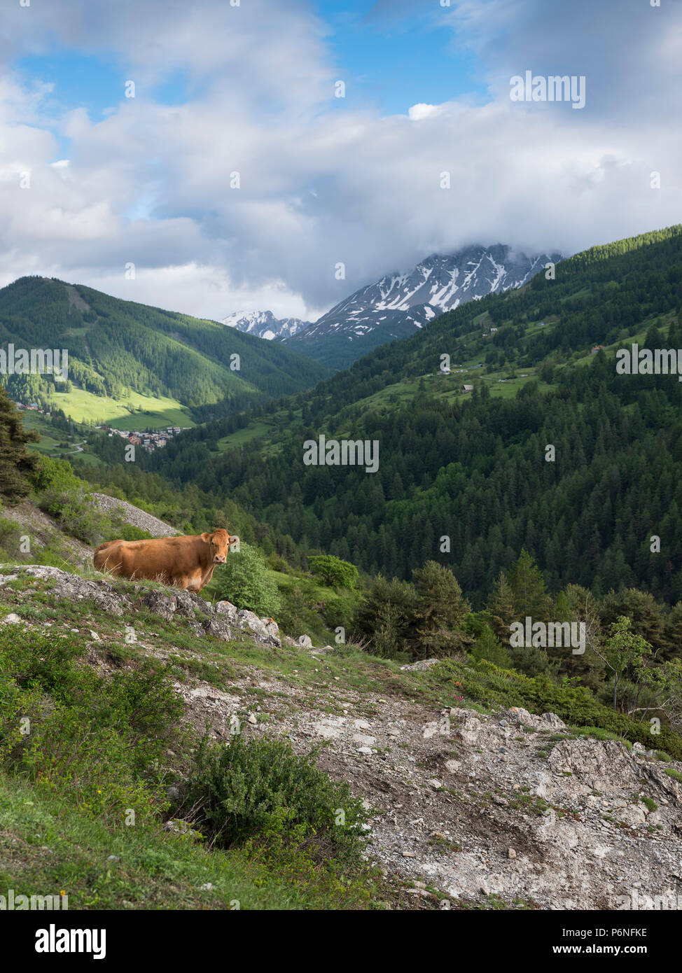 Limousin mucca in montagna vicino a vars in francese Haute Provence Foto Stock