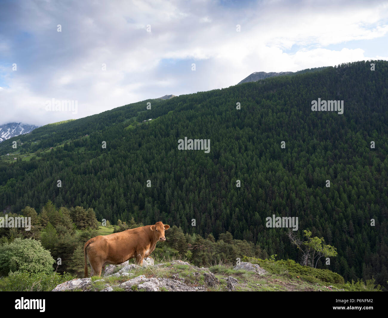 Limousin mucca in montagna vicino a vars in francese Haute Provence Foto Stock