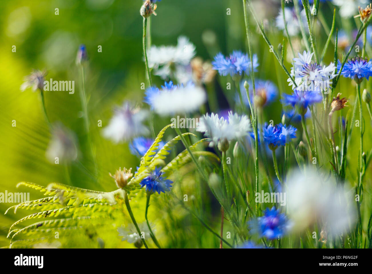 Campo di minuscoli fiori blu, vintage tono freddo e poco profonda profondità di campo. Foto Stock