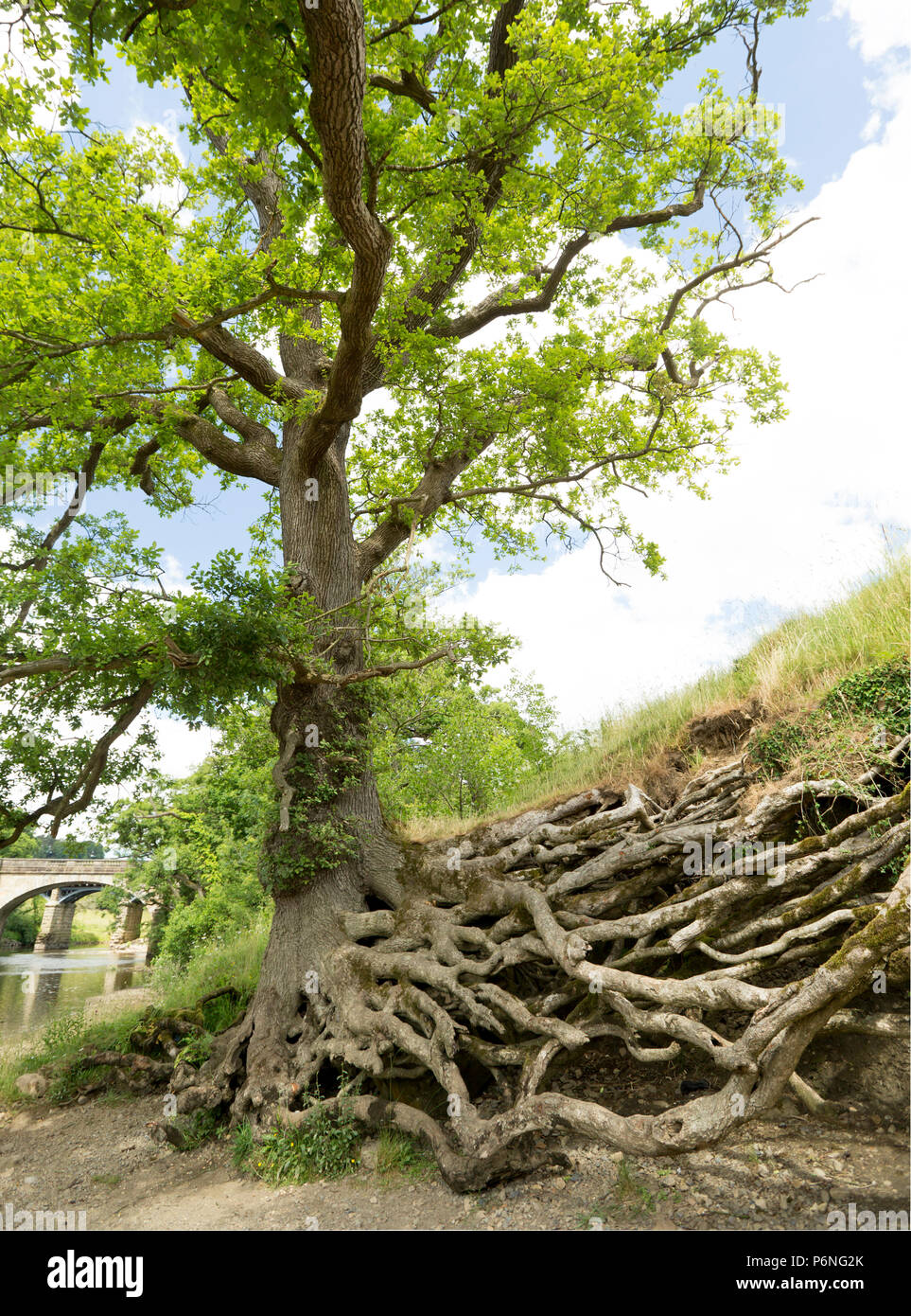 Il parzialmente esposta e sistema di radici di una quercia che cresce in banca del fiume Lune presso il truffatore O'Lune vicino Caton Lancashire England Regno Unito GB Foto Stock