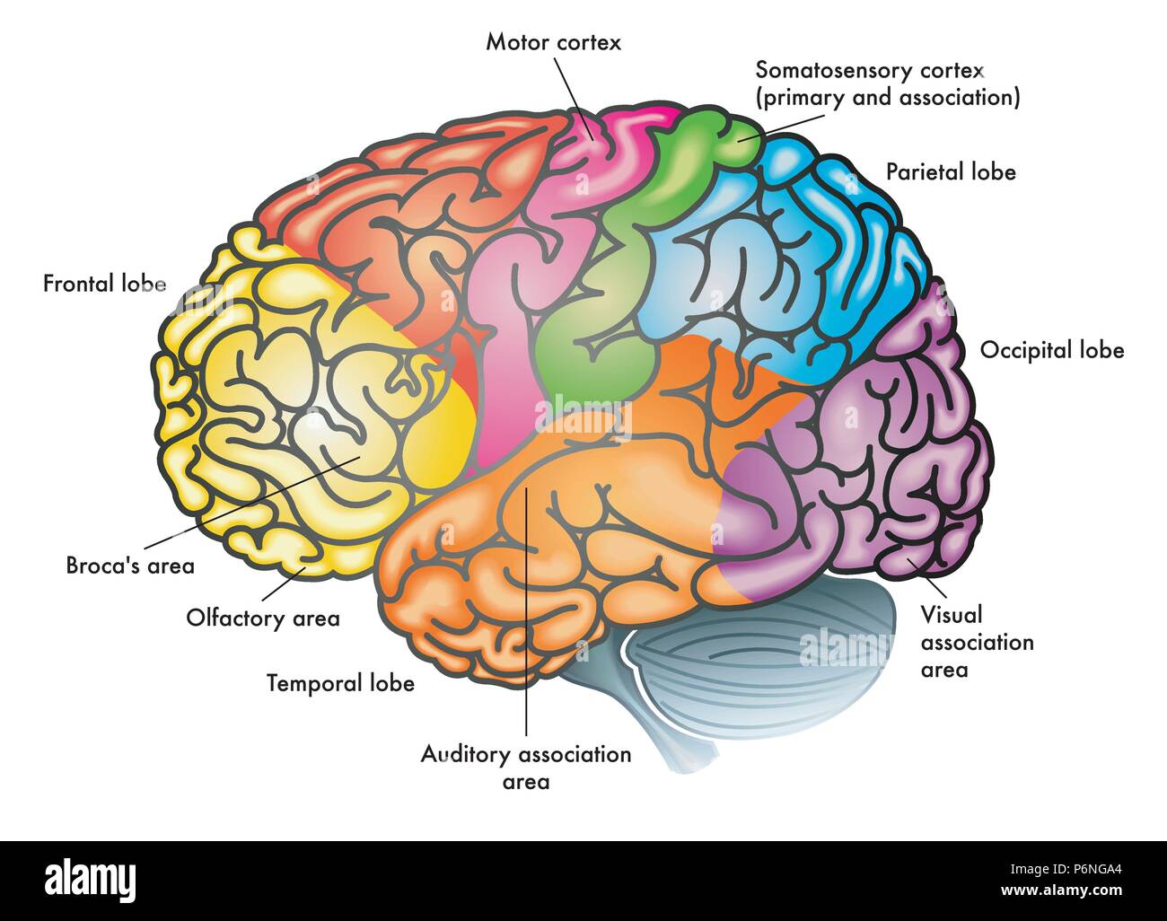 Vector medical illustrazione colorata di un cervello umano con diverse aree funzionali evidenziati con colori diversi Illustrazione Vettoriale