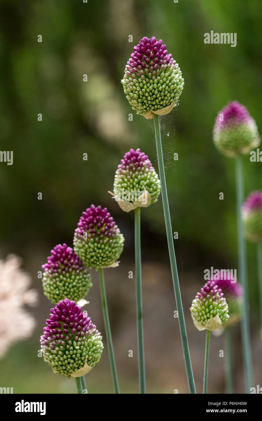 Di sabbia o di porro allium scorodoprasum fiori viola in bud Foto Stock