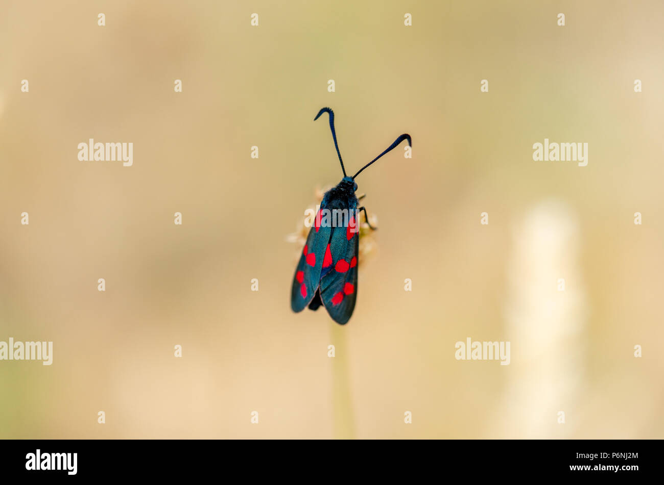 Primo piano/macro di un burnet a sei punti (Zygaena filipendulae) - una giornata di volo falena durante il mese di luglio nel sud dell'Inghilterra, Regno Unito Foto Stock