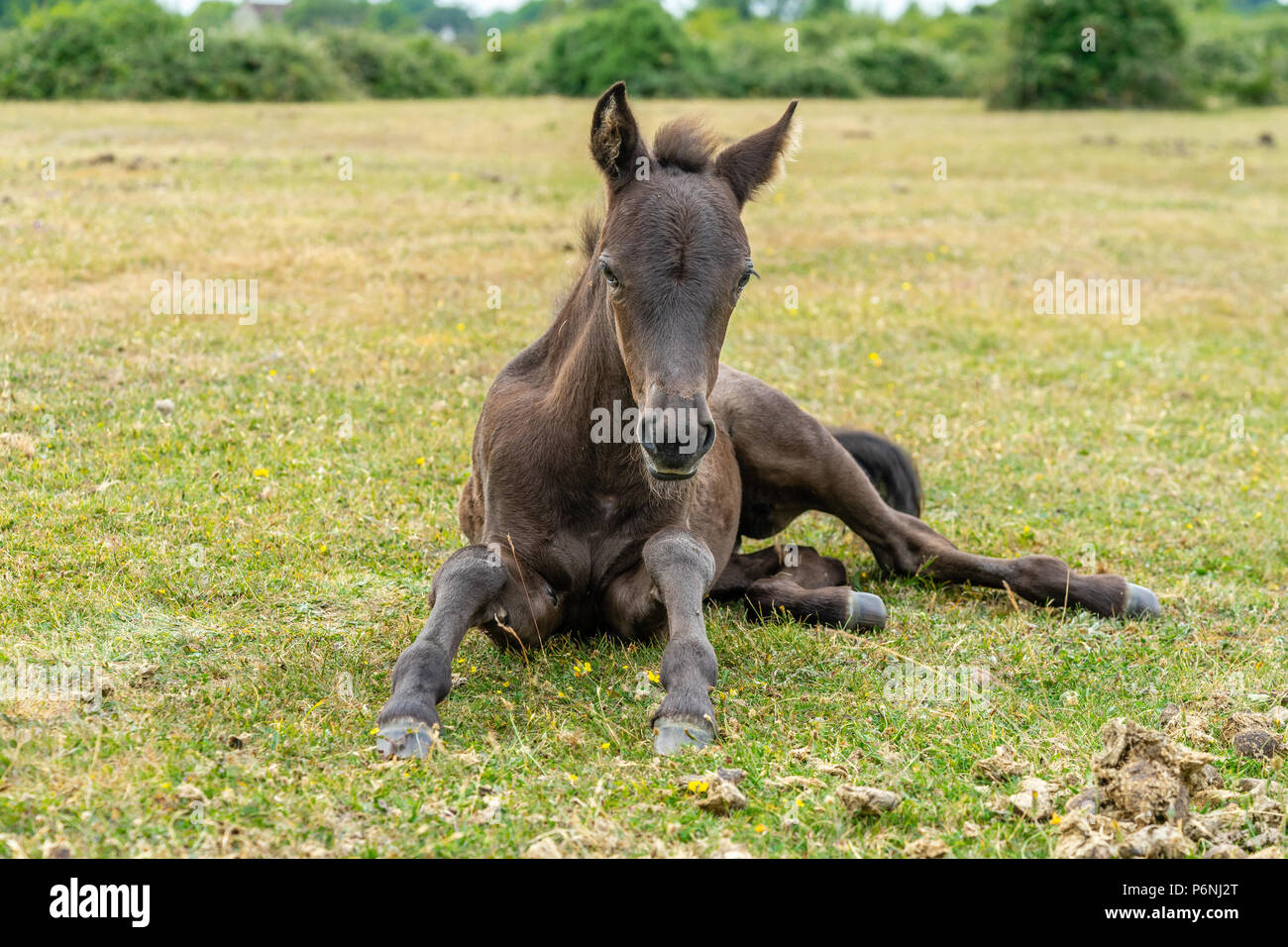 Il nero di New Forest puledro, New Forest National Park, England, Regno Unito Foto Stock