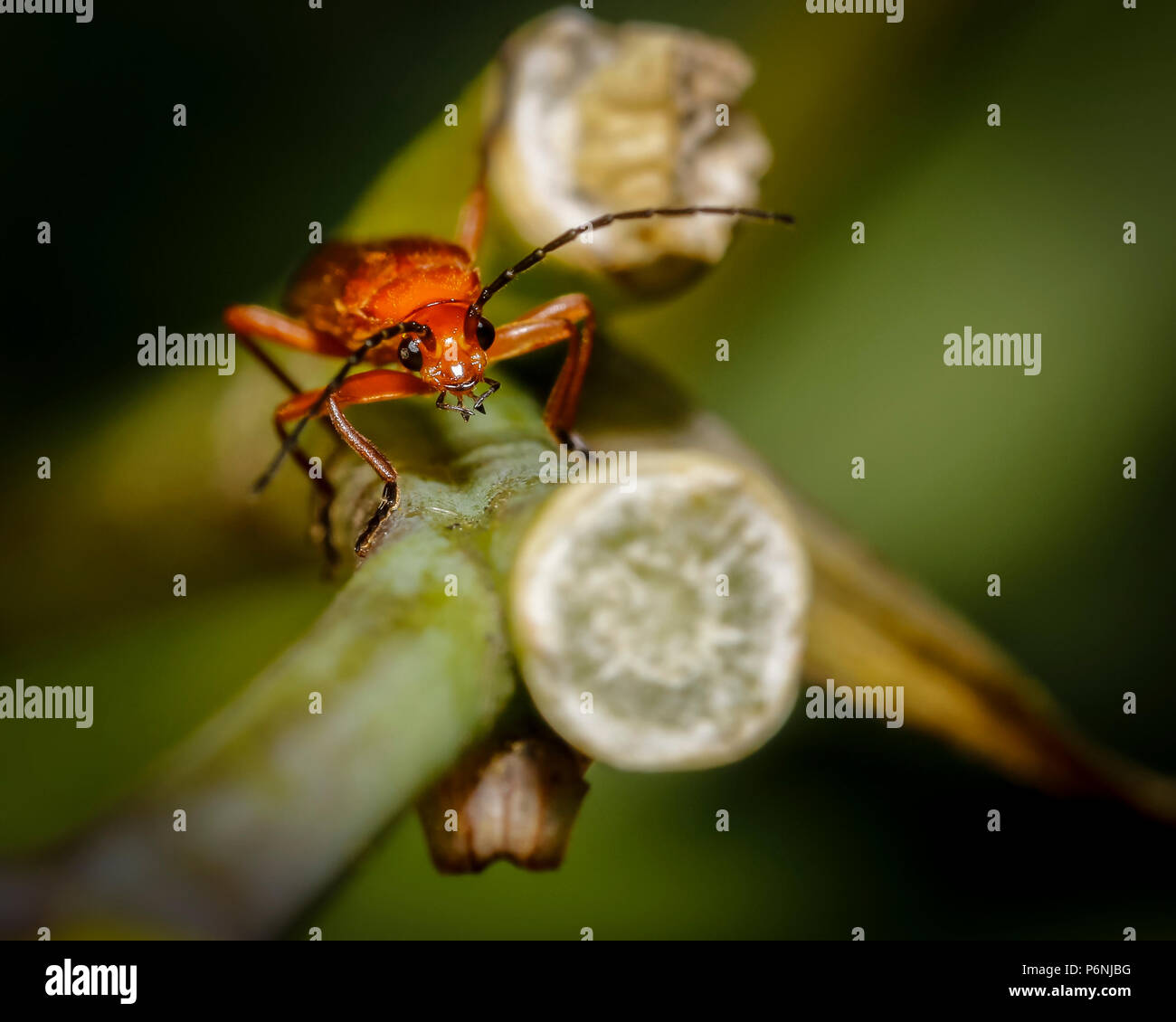 Comune soldato rosso beetle insetto Foto Stock