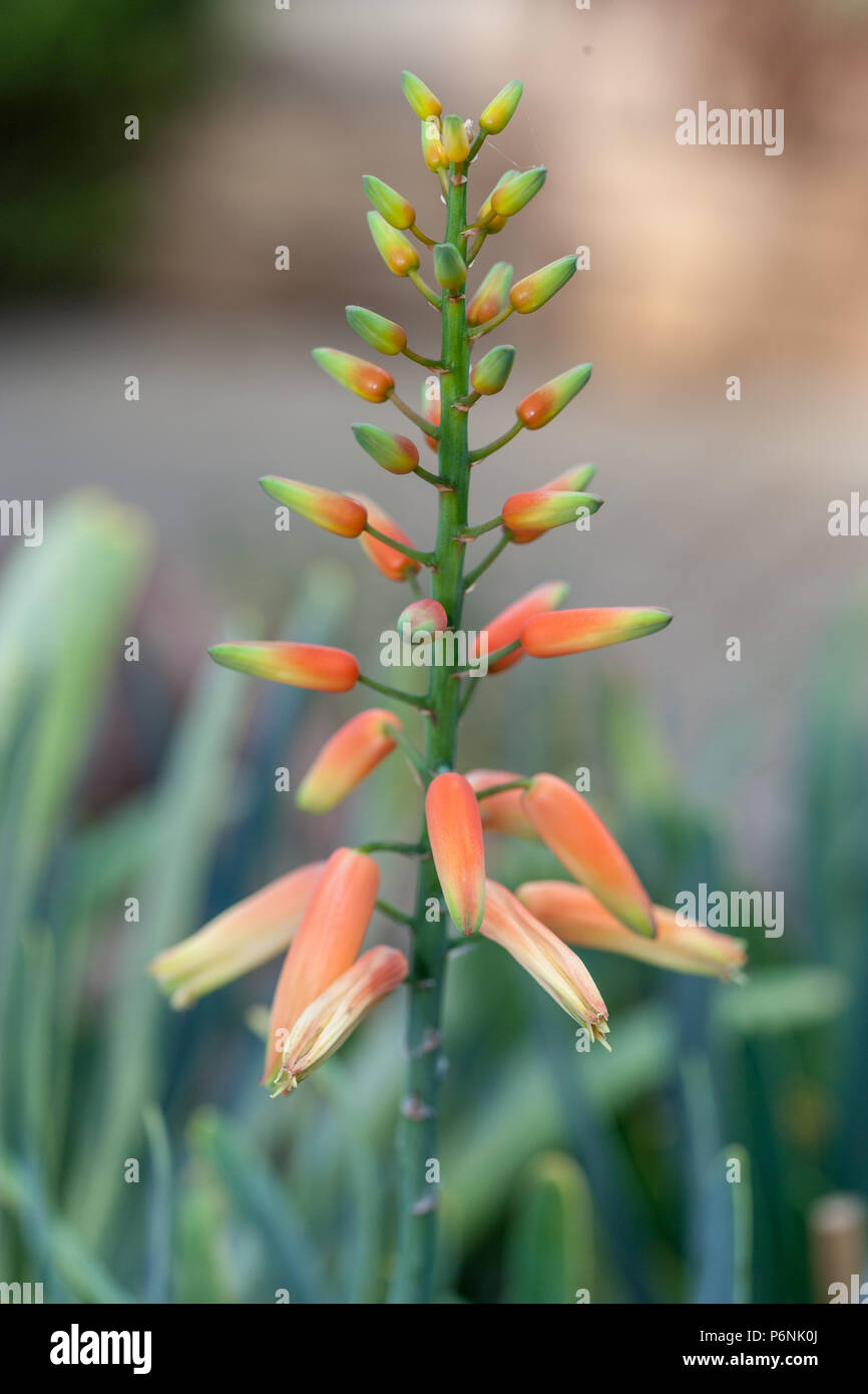 Ventilatore Aloe, Solfjäderaloe (Kumara plicatilis) Foto Stock