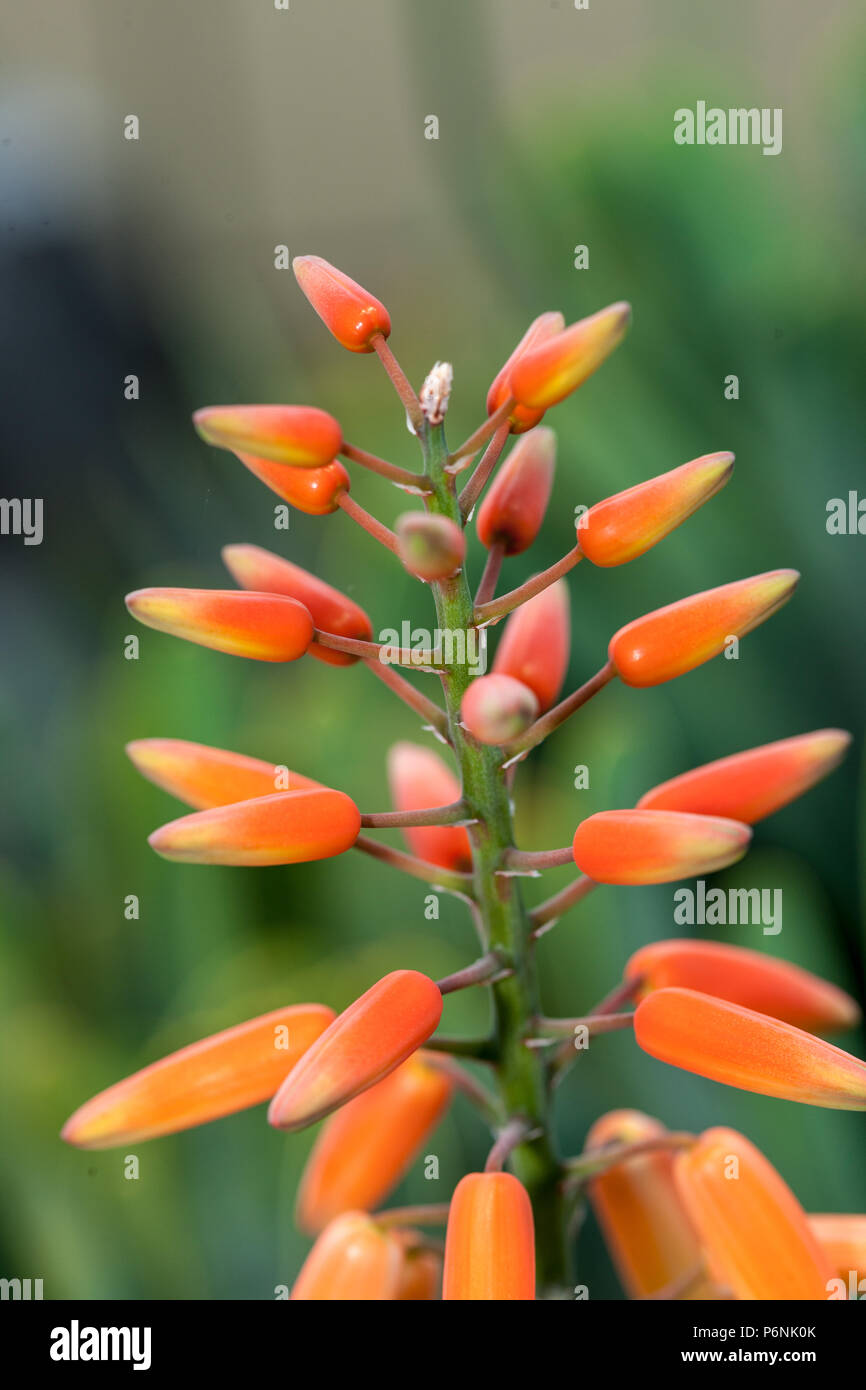 Ventilatore Aloe, Solfjäderaloe (Kumara plicatilis) Foto Stock