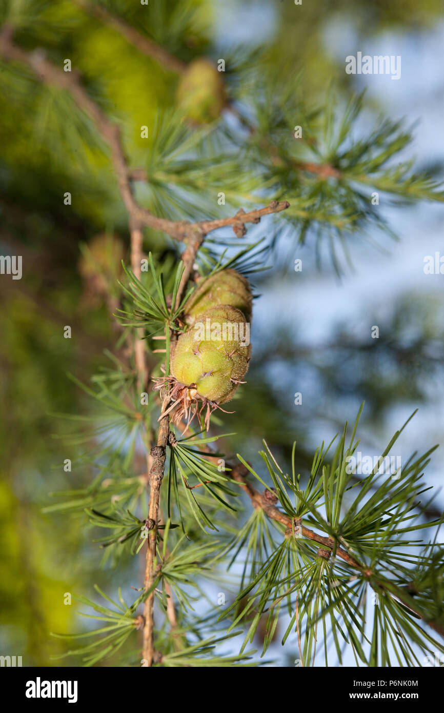 Larice siberiano, Sibirisk lärk (Larix sibirica) Foto Stock