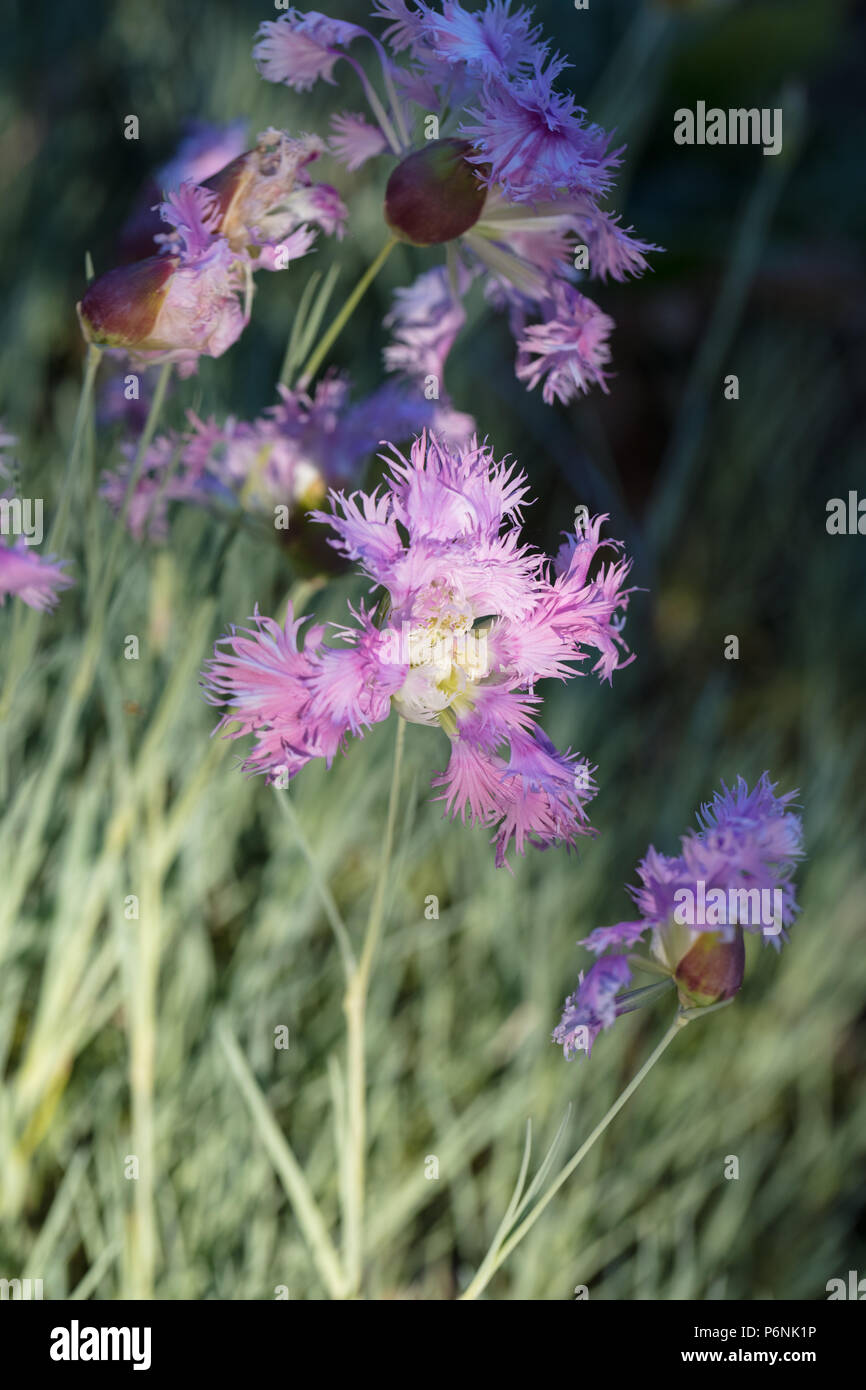 Grande Rosa, Praktnejlika (Dianthus superbus) Foto Stock