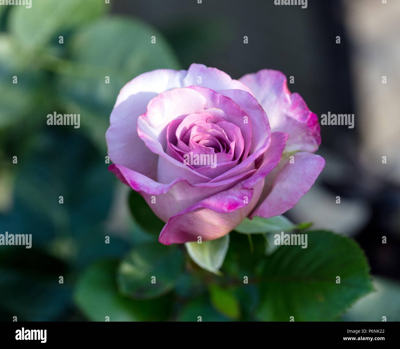 "Valzer tempo' Hybrid Tea Rose, Tehybridros (rosa) Foto Stock
