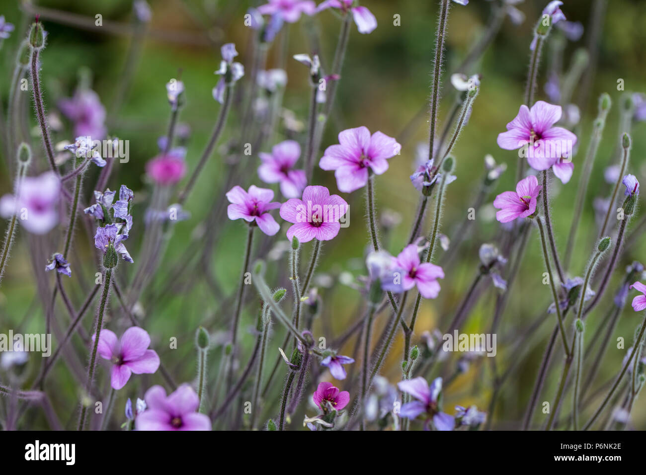 Madeira cranesbill, Madeiranäva (Geranium maderense) Foto Stock