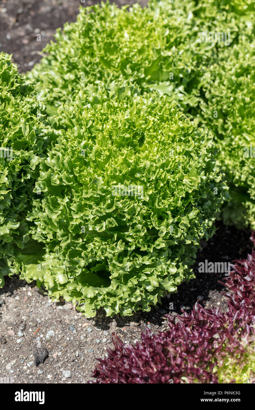 "Frillice' Lattuga, Isbergssallat (Lactuca sativa) Foto Stock