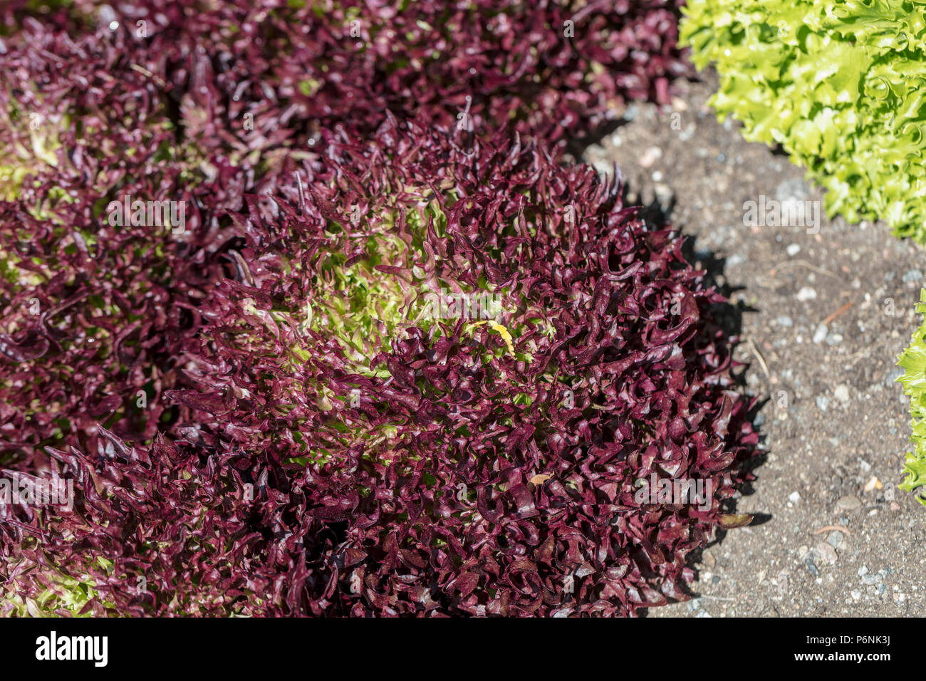 "Triplex" Lattuga, Isbergssallat (Lactuca sativa) Foto Stock