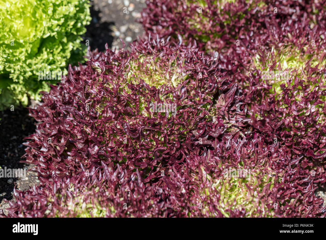 "Triplex" Lattuga, Isbergssallat (Lactuca sativa) Foto Stock