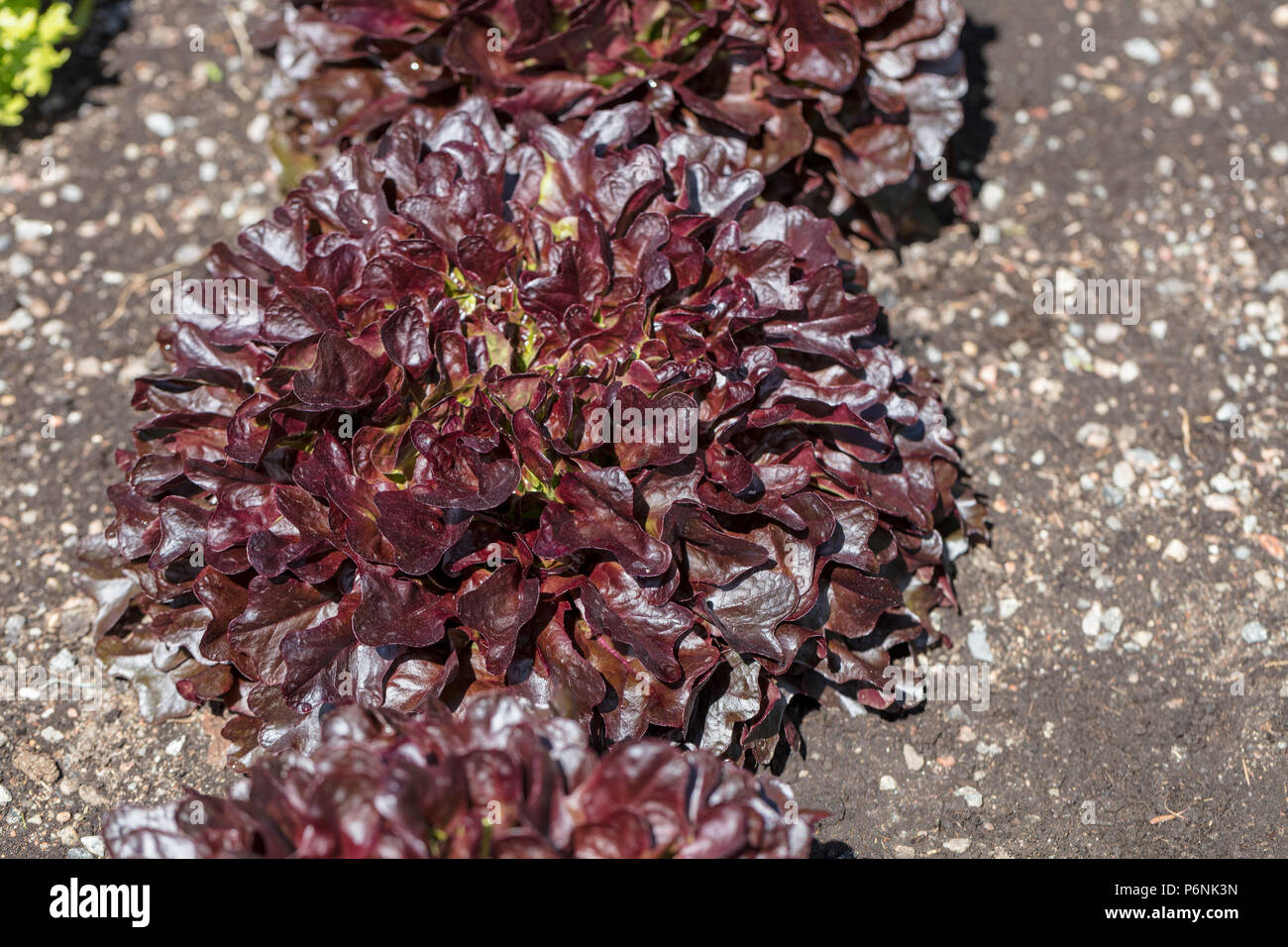 "Xandra' Lattuga, Isbergssallat (Lactuca sativa) Foto Stock