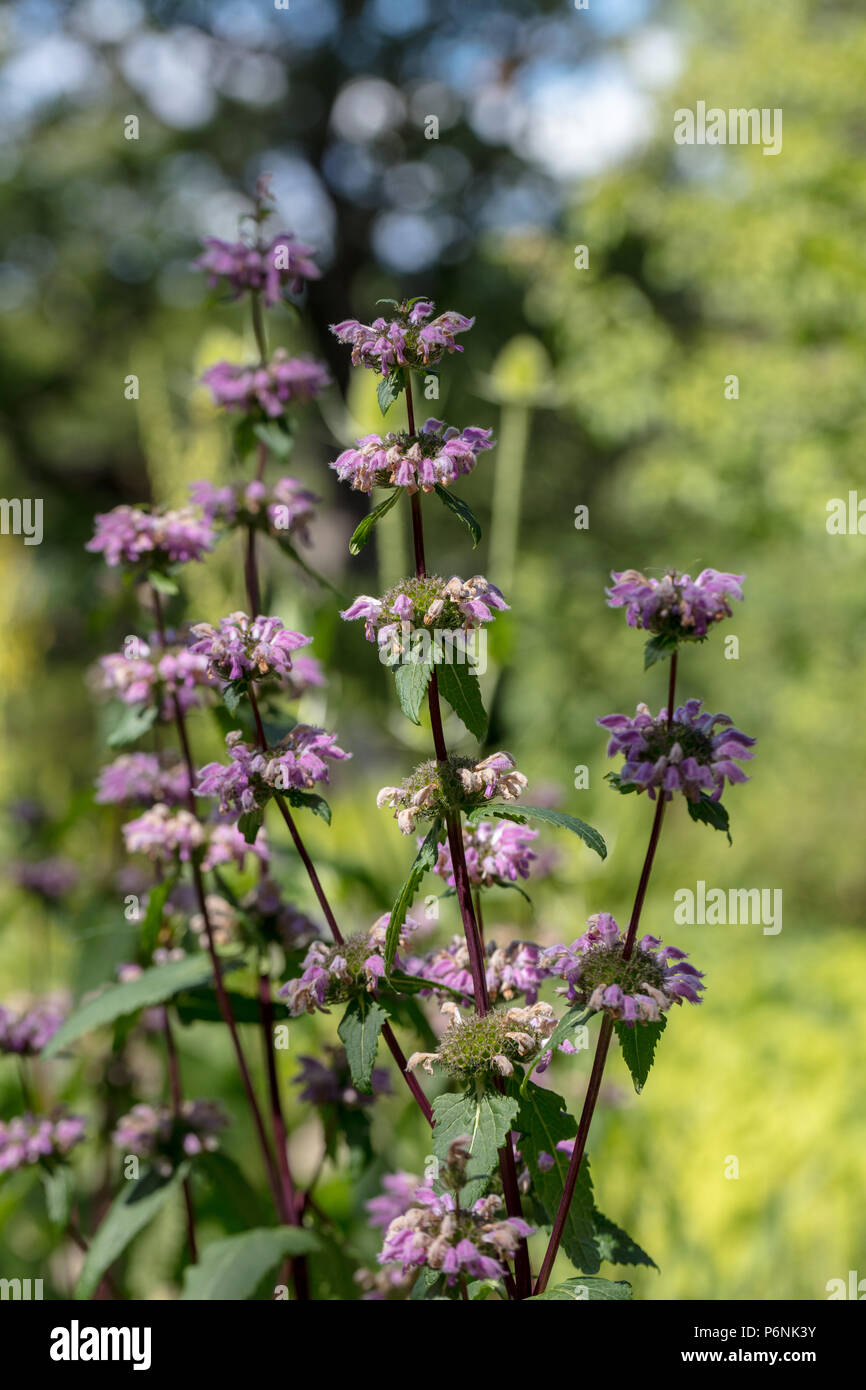 Gerusalemme Salvia, Röd lejonsvans (Phlomis tuberosa) Foto Stock