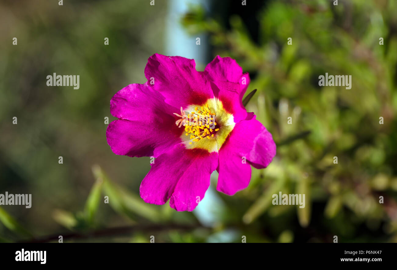 Moss rose, Praktportlak (Portulaca grandiflora) Foto Stock