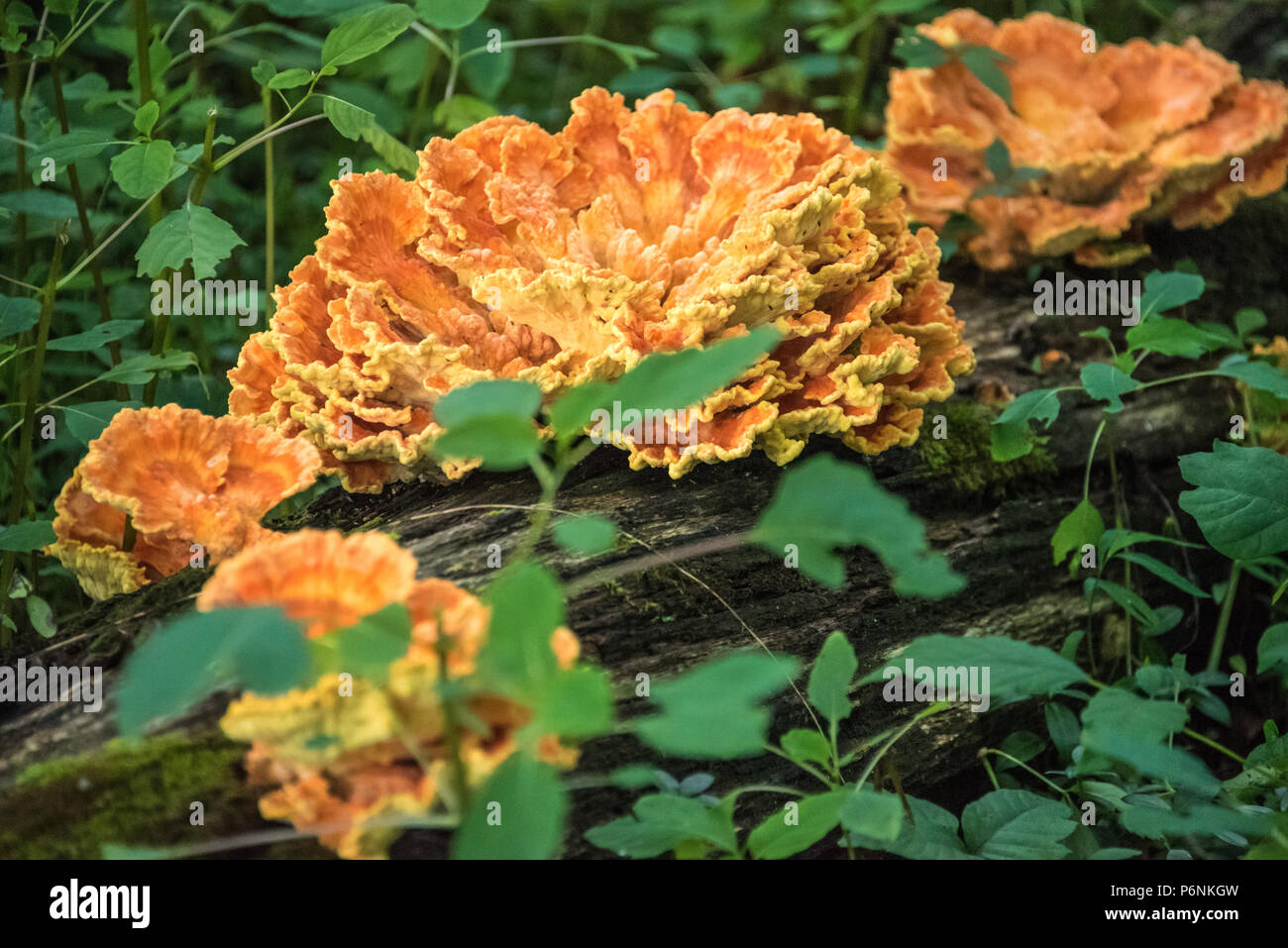 Pollo di boschi (noto anche come pollo fungo o zolfo ripiano) è una prelibatezza commestibili in famiglia a fungo. Foto Stock
