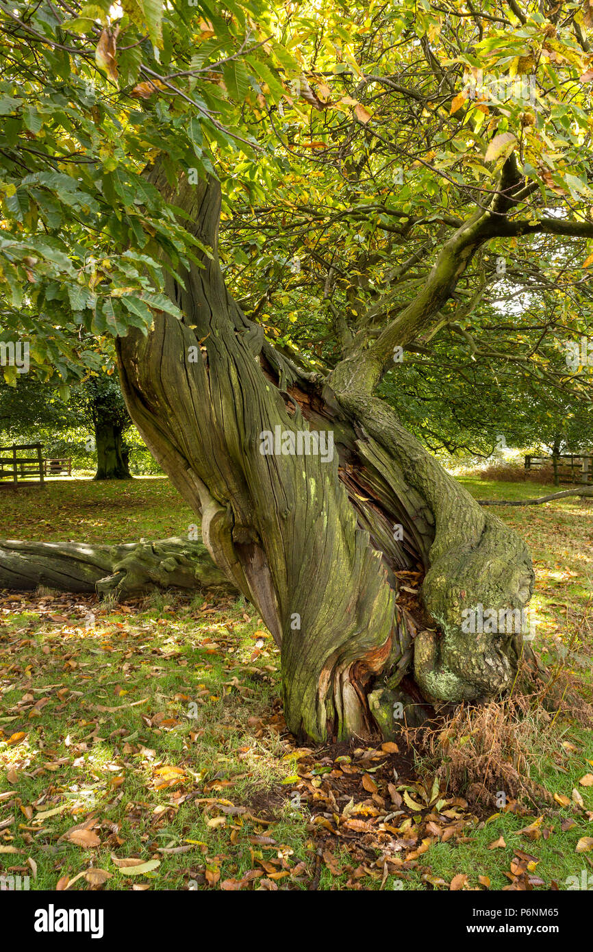 Twisted trunk a spirale di un vecchio Castagno (Castanea sativa), Glenfield Lodge Park, Leicestershire, England, Regno Unito Foto Stock