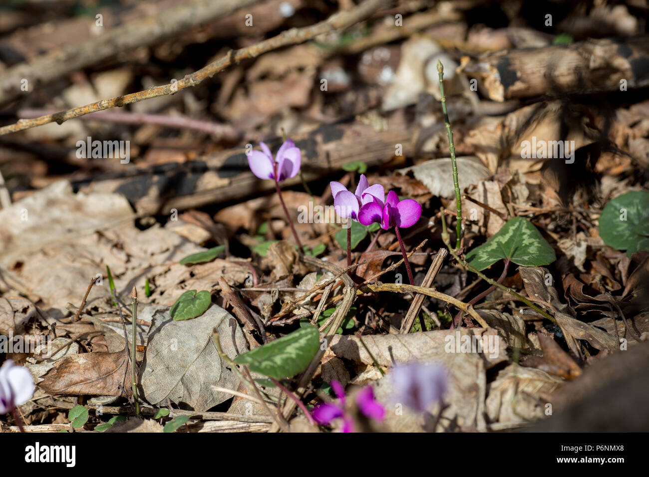 Rosa selvatica cyclomene nelle montagne del Caucaso Foto Stock