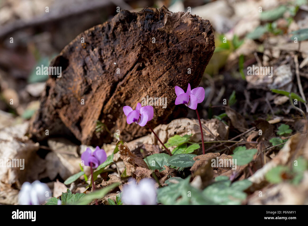 Rosa selvatica cyclomene nelle montagne del Caucaso Foto Stock