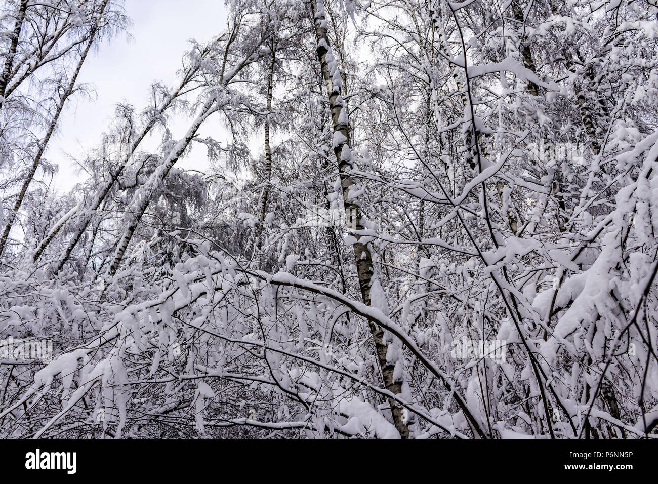 Dopo la nevicata.La foresta è coperto di neve bianca.La bellezza della natura settentrionale.sito sui parchi, foresta,natura,meteo,stagioni,cataclismi. Foto Stock