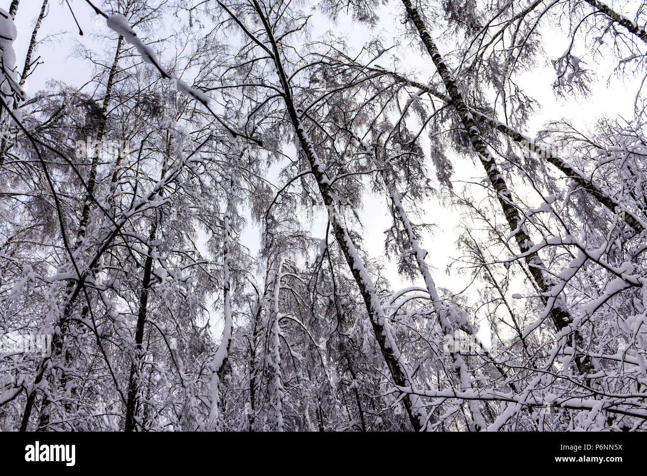 Dopo la nevicata.La foresta è coperto di neve bianca.La bellezza della natura settentrionale.sito sui parchi, foresta,natura,meteo,stagioni,cataclismi. Foto Stock