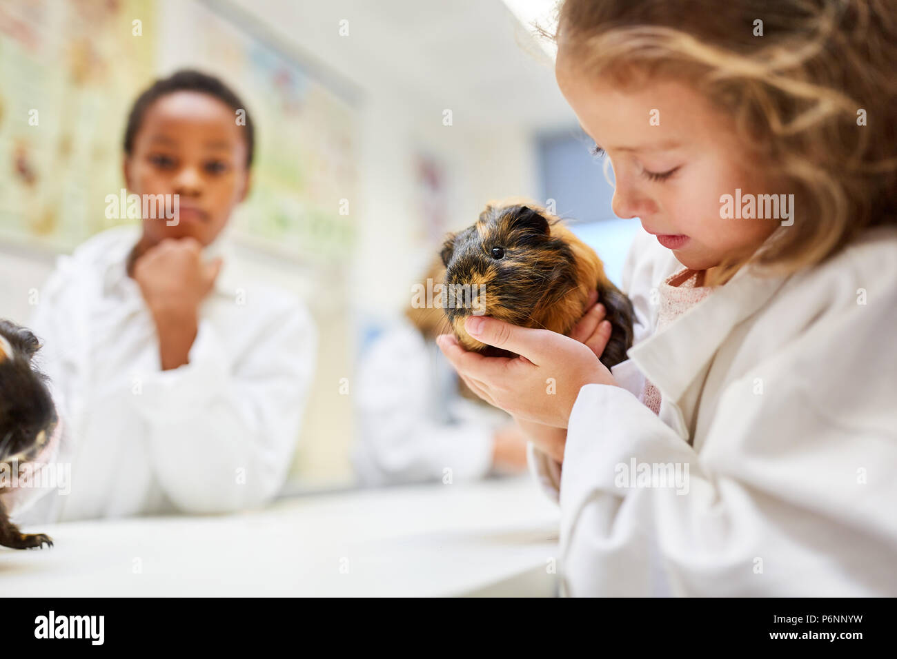 Gli studenti della scuola elementare in lezioni di biologia rendono la cavia esperimento Foto Stock