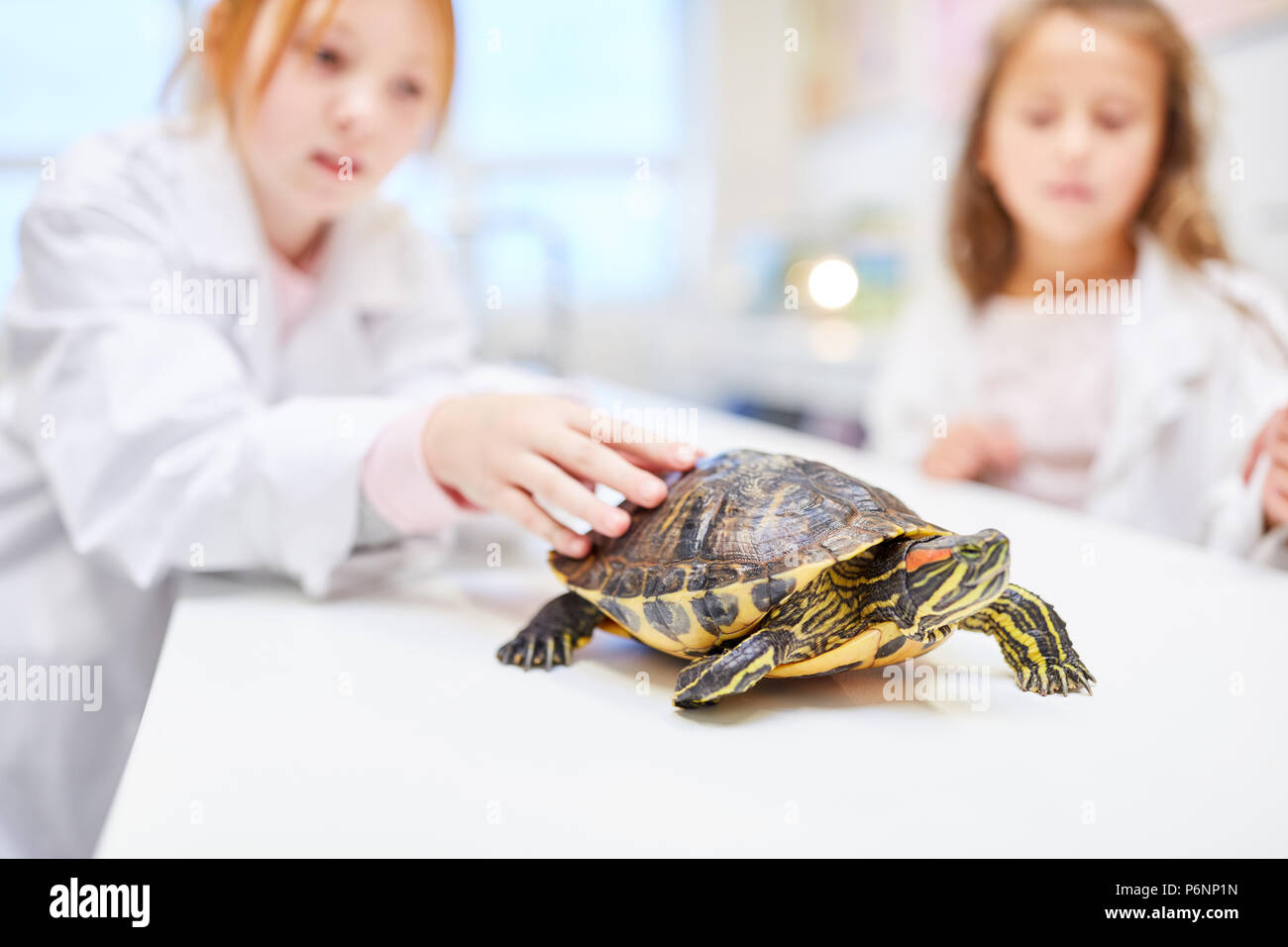 Gli alunni di scuola elementare insegnamento a guardare una tartaruga Foto Stock