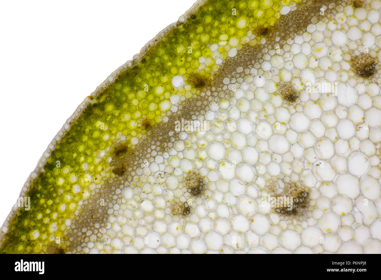 Vista microscopica del barbuto (iris Iris germanica x) impianto stelo di sezione trasversale. Illuminazione a campo chiaro. Foto Stock