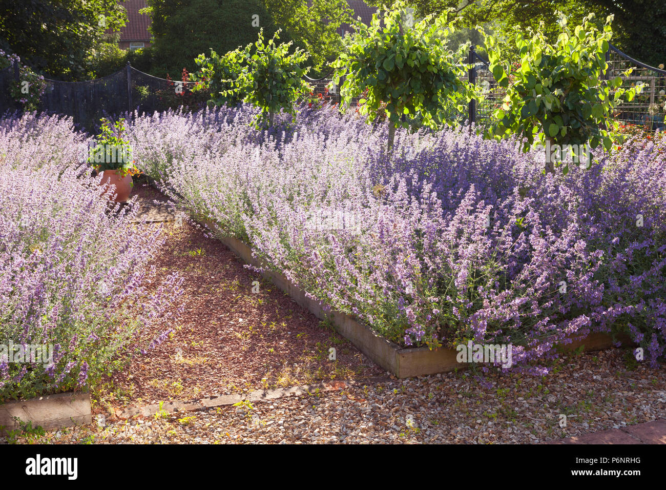 Hall Farm giardino, Harpswell, Lincolnshire, Regno Unito. Estate, Giugno 2018. Foto Stock