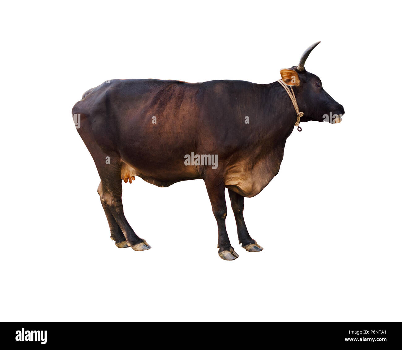 Mucca selvatica di color marrone scuro australiano sahiwal Frisone o Kasargod razza nana, isolato su sfondo bianco. Vista laterale. Weligama, Sri Lanka. Foto Stock