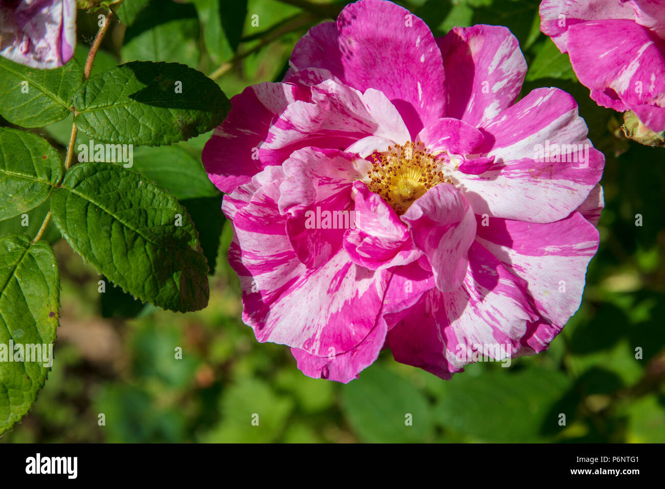 Rosa Mundi, uno sport di rosa gallica 'Officianalis', fucsia fiori listati di bianco, un vecchio Rose. Foto Stock