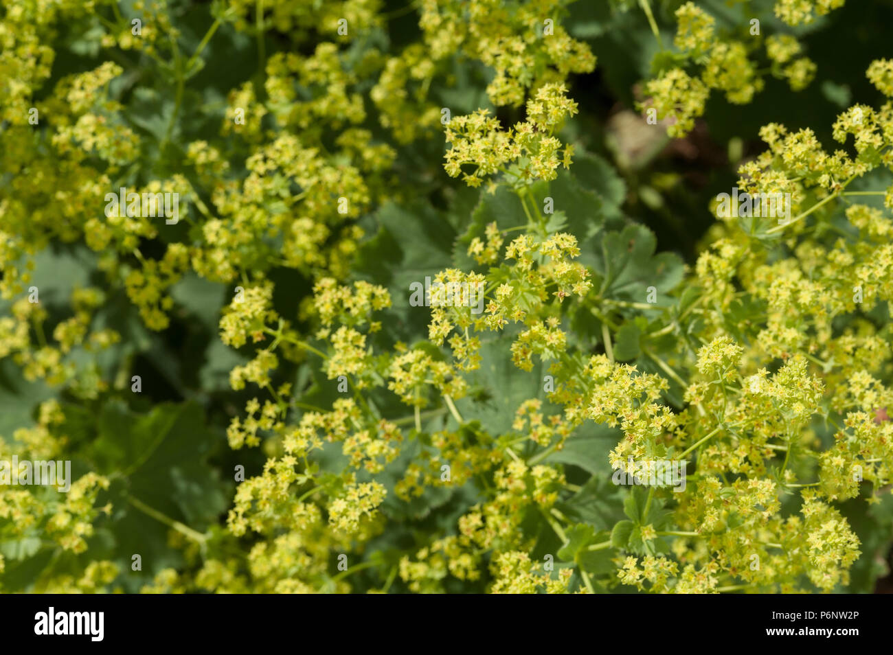 Alchemilla mollis (Lady del mantello), ha grumi di soft verde Foglie rotonde con ampia e ariosa lacy spruzzi di piccolo giallo-verde fiori. Foto Stock