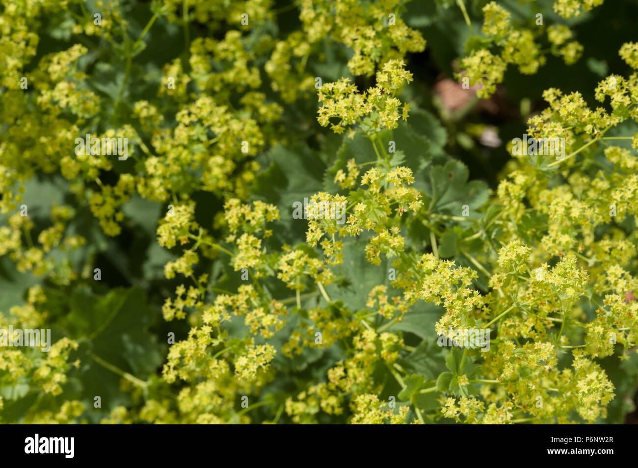 Alchemilla mollis (Lady del mantello), ha grumi di soft verde Foglie rotonde con ampia e ariosa lacy spruzzi di piccolo giallo-verde fiori. Foto Stock