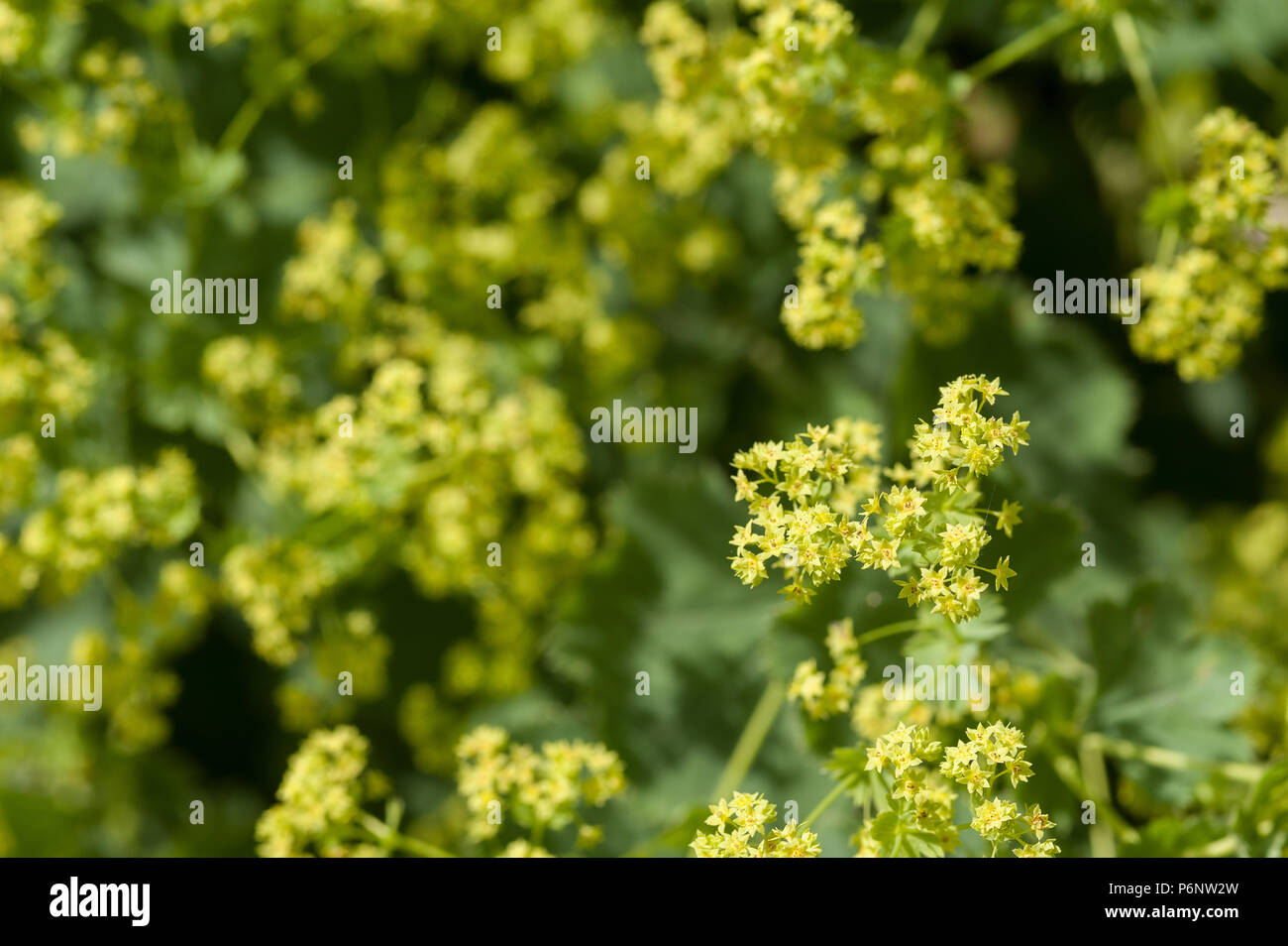 Alchemilla mollis (Lady del mantello), ha grumi di soft verde Foglie rotonde con ampia e ariosa lacy spruzzi di piccolo giallo-verde fiori. Foto Stock