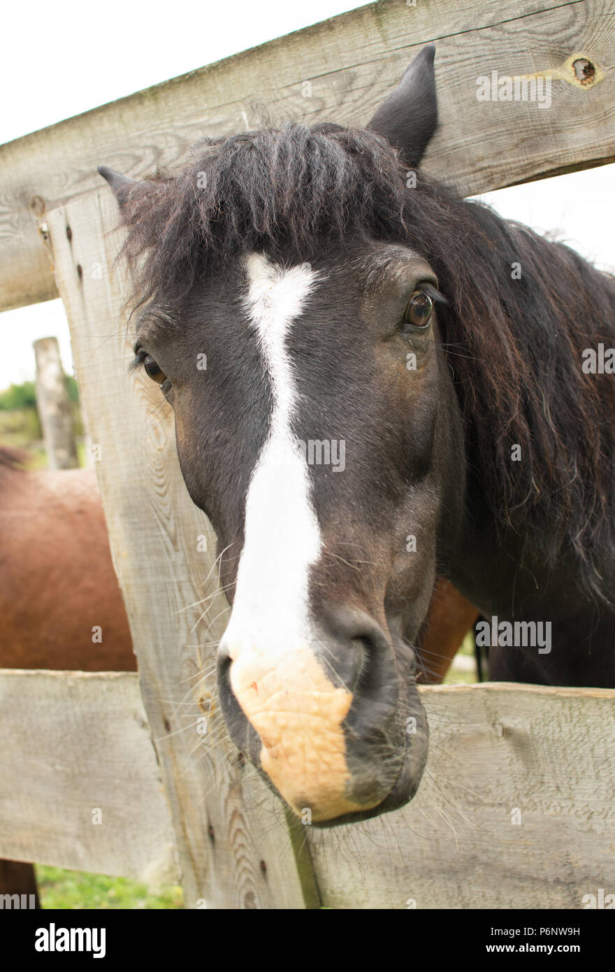 Triste cavallo dietro il recinto in azienda Foto Stock